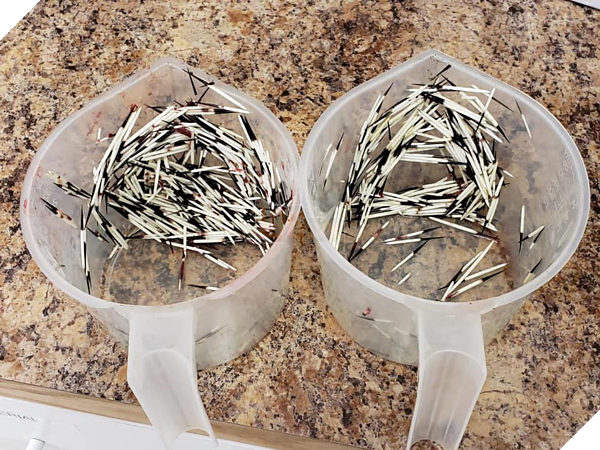 Chó nghiệp vụ nhập viện khẩn cấp vì bị nhím cắm hơn 200 gai lên mặt 2