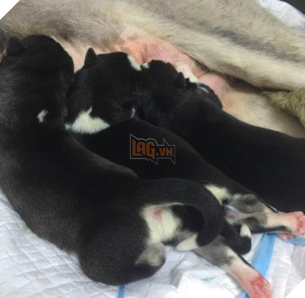 Phản ứng khó đỡ đến mắc cười của cô chó sinh mổ sau những ngày dài nằm viện 12