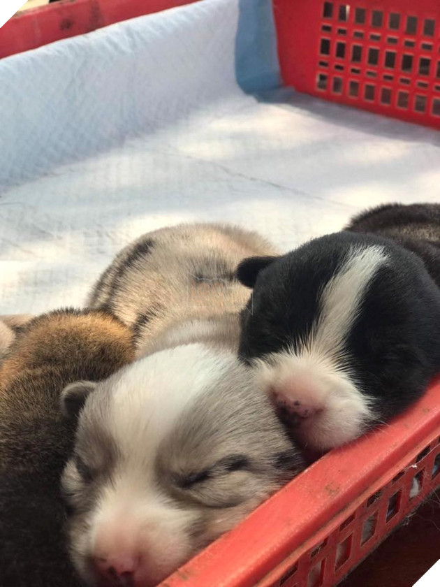  
Đàn chó Corgi mới sinh được chụp lại trước khi bị cặp đôi trên "bế nhầm" mất 1 em.