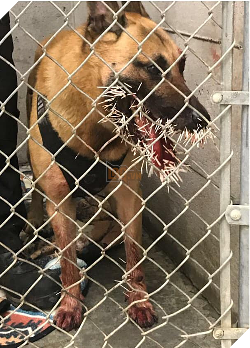 Chó nghiệp vụ nhập viện khẩn cấp vì bị nhím cắm hơn 200 gai lên mặt