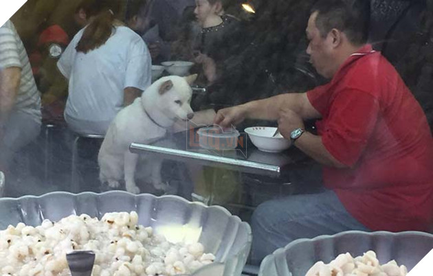 dáº«n chÃ³ cÆ°ng Äi Än nhÃ  hÃ ng