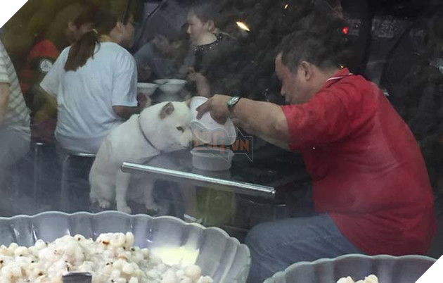 dáº«n chÃ³ cÆ°ng Äi Än nhÃ  hÃ ng