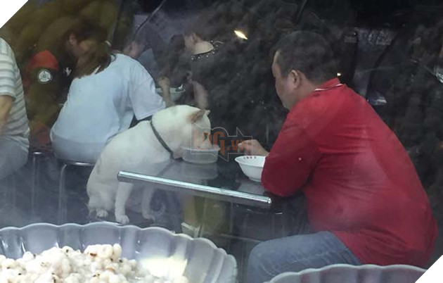 dáº«n chÃ³ cÆ°ng Äi Än nhÃ  hÃ ng