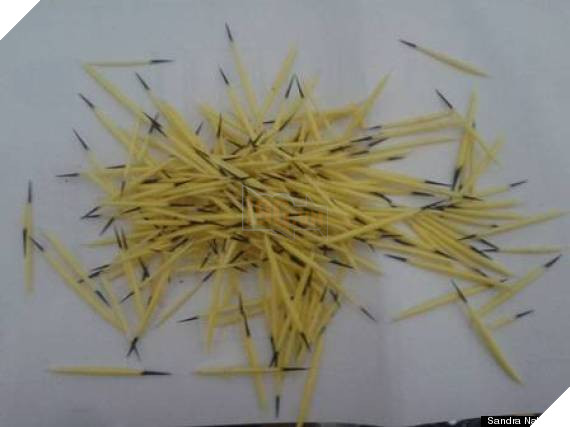 Chó nghiệp vụ nhập viện khẩn cấp vì bị nhím cắm hơn 200 gai lên mặt 5