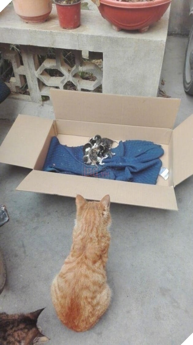 Vợ sinh 6, mèo đực sốt sắng tới thăm con, nhưng rồi lại chỉ biết câm lặng đứng nhìn từ xa - Ảnh 2.