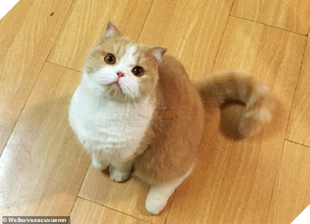 Nhờ bạn cùng phòng chăm giúp mèo cưng khi đi du lịch, cô gái xem CCTV mới phát hiện nó bị hành dạ dã man - Ảnh 1.