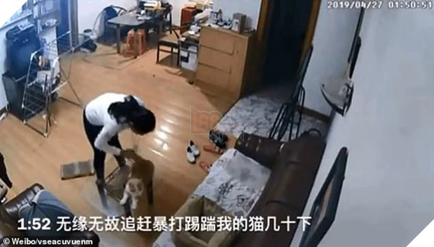 Nhờ bạn c&#249;ng ph&#242;ng chăm gi&#250;p m&#232;o cưng khi đi du lịch, c&#244; g&#225;i xem CCTV mới ph&#225;t hiện n&#243; bị h&#224;nh dạ d&#227; man - Ảnh 2.