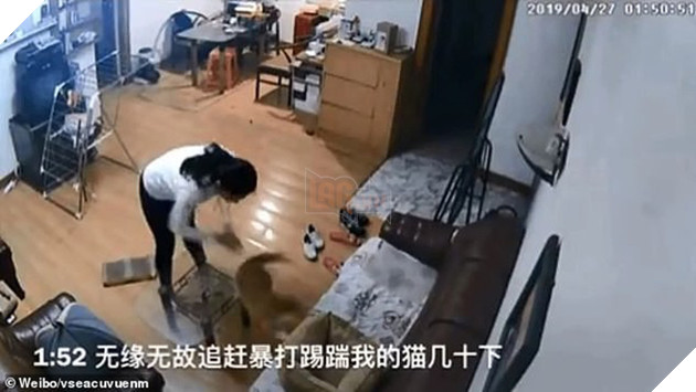 Nhờ bạn c&#249;ng ph&#242;ng chăm gi&#250;p m&#232;o cưng khi đi du lịch, c&#244; g&#225;i xem CCTV mới ph&#225;t hiện n&#243; bị h&#224;nh dạ d&#227; man - Ảnh 2.