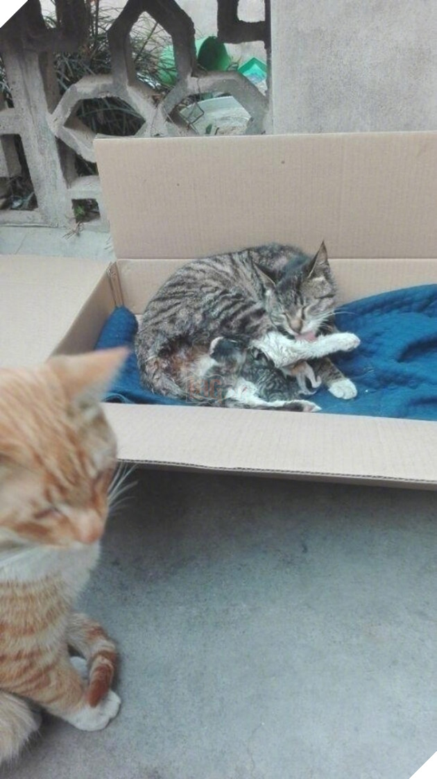 Vợ sinh 6, mèo đực sốt sắng tới thăm con, nhưng rồi lại chỉ biết câm lặng đứng nhìn từ xa - Ảnh 3.