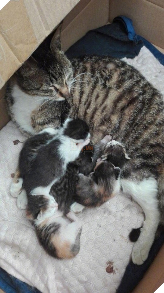 Vợ sinh 6, mèo đực sốt sắng tới thăm con, nhưng rồi lại chỉ biết câm lặng đứng nhìn từ xa - Ảnh 5.