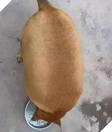 Nhờ bà ngoại trông giúp thú cưng, nào ngờ 2 tháng sau nó thành ra như vậy: Bà đã cho chúng ăn những gì? 2