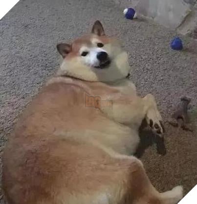 Nhờ bà ngoại trông giúp thú cưng, nào ngờ 2 tháng sau nó thành ra như vậy: Bà đã cho chúng ăn những gì? 3