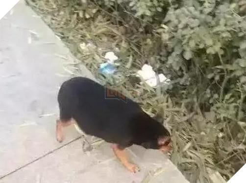 Nhờ bà ngoại trông giúp thú cưng, nào ngờ 2 tháng sau nó thành ra như vậy: Bà đã cho chúng ăn những gì? 5