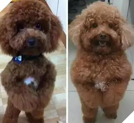 Nhờ bà ngoại trông giúp thú cưng, nào ngờ 2 tháng sau nó thành ra như vậy: Bà đã cho chúng ăn những gì? 6