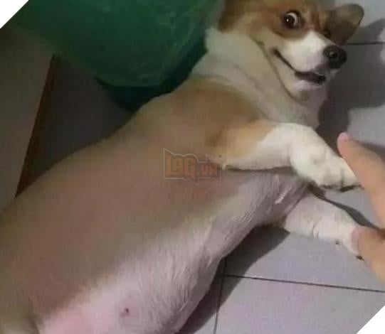 Nhờ bà ngoại trông giúp thú cưng, nào ngờ 2 tháng sau nó thành ra như vậy: Bà đã cho chúng ăn những gì? 7