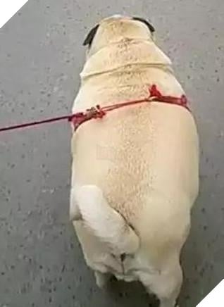 Nhờ bà ngoại trông giúp thú cưng, nào ngờ 2 tháng sau nó thành ra như vậy: Bà đã cho chúng ăn những gì? 8