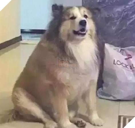 Nhờ bà ngoại trông giúp thú cưng, nào ngờ 2 tháng sau nó thành ra như vậy: Bà đã cho chúng ăn những gì? 9