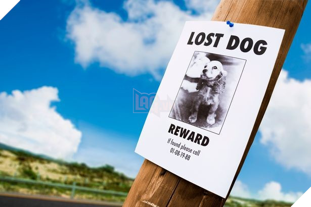 10 năm mất tính, bỗng nhiên chú chó trở về để đoàn tụ với gia đình 3