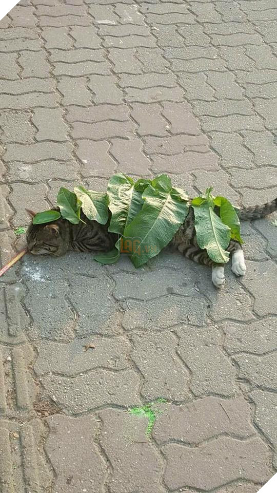 Mèo cứ việc ngủ thôi, việc lấy lá che cho cậu đỡ nắng cứ để tớ lo! - Ảnh 2.