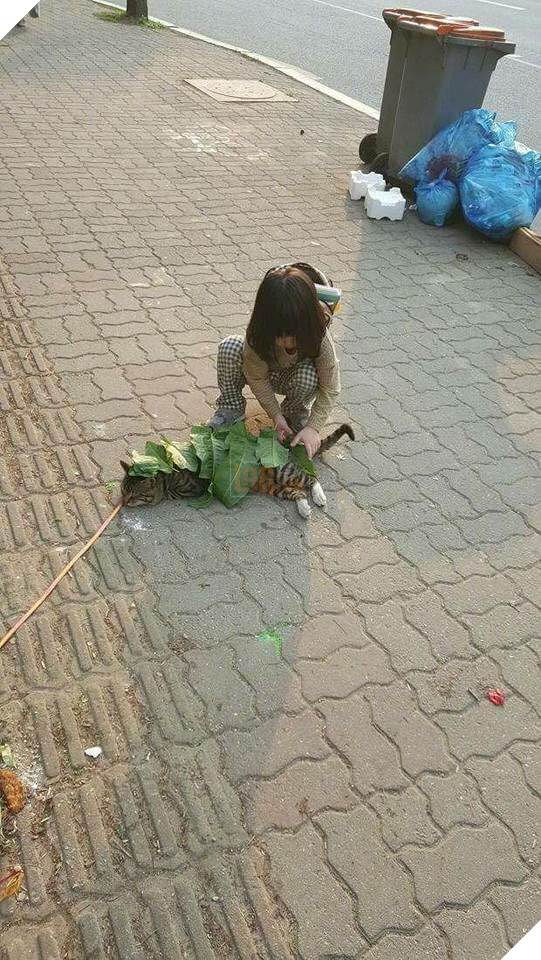 Mèo cứ việc ngủ thôi, việc lấy lá che cho cậu đỡ nắng cứ để tớ lo! - Ảnh 1.