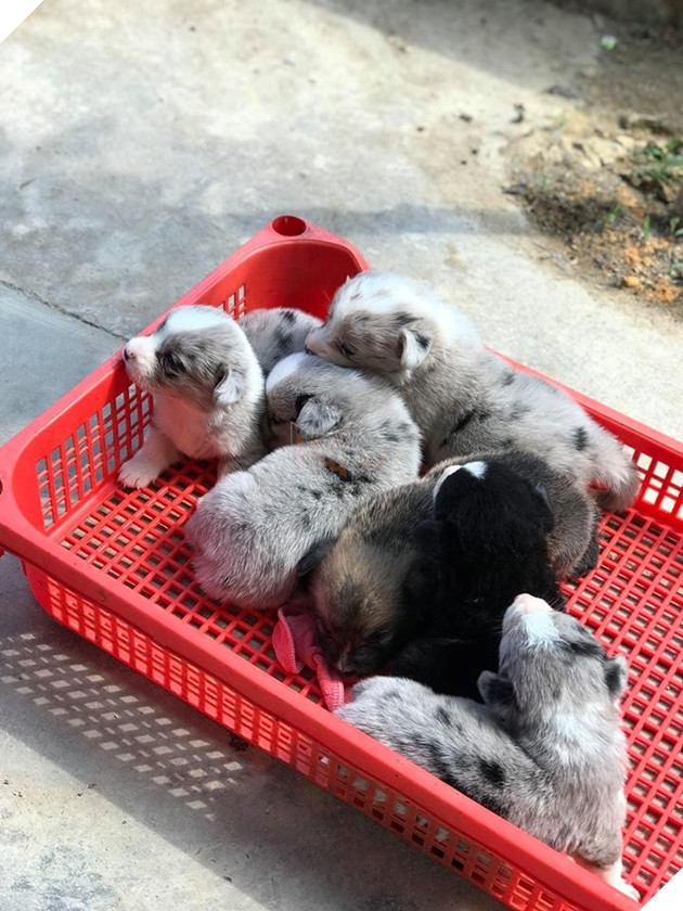 Không chịu nổi sức ép, đôi nam nữ bế nhầm chú chó Corgi đã mang trả lại: Em bị đói, mệt v.à sợ  2