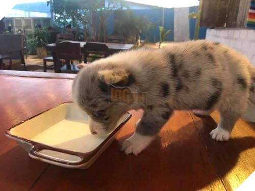  
Chú chó nhỏ đáng thương khá sợ hãi và đói