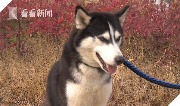 Vội đăng tìm chủ thất lạc cho chó lạc vì anh cảnh sát không đủ cơm gạo tiếp tế