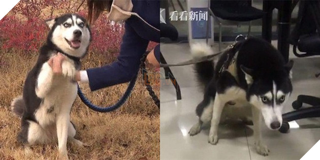 Vội đăng tìm chủ thất lạc cho chó lạc vì anh cảnh sát không đủ cơm gạo tiếp tế 2