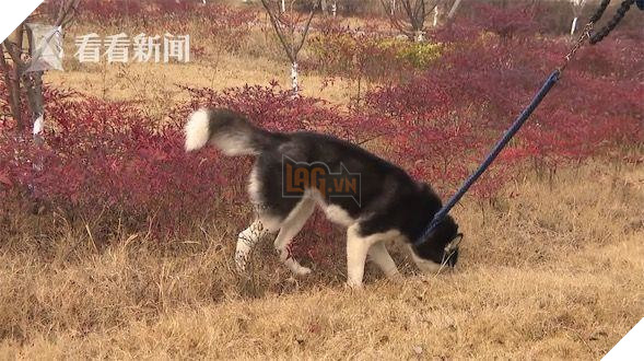 Vội đăng tìm chủ thất lạc cho chó lạc vì anh cảnh sát không đủ cơm gạo tiếp tế 3