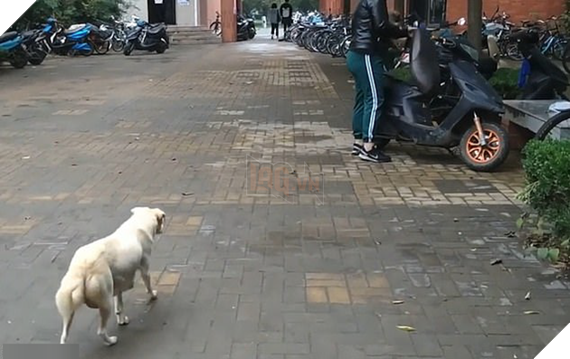 Đuổi theo hôn tạm biệt con, cô chó gây xúc động với cảnh chia ly đượm tình mẫu tử 2