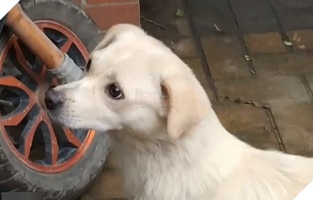 Đuổi theo hôn tạm biệt con, cô chó gây xúc động với cảnh chia ly đượm tình mẫu tử