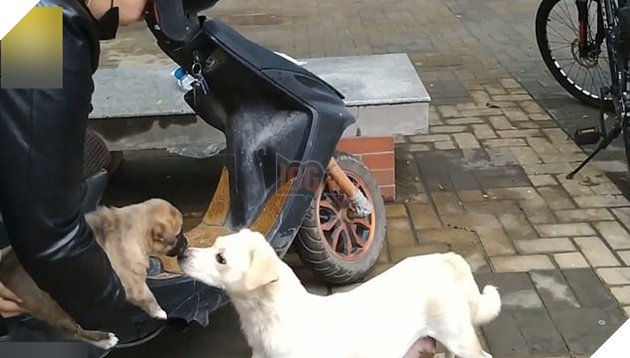 Đuổi theo hôn tạm biệt con, cô chó gây xúc động với cảnh chia ly đượm tình mẫu tử 4