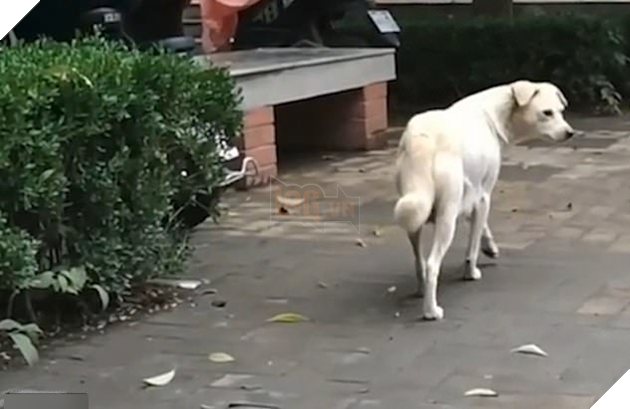 Đuổi theo hôn tạm biệt con, cô chó gây xúc động với cảnh chia ly đượm tình mẫu tử 3