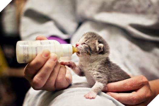  
Chú mèo bé tí đang ti xem có đáng yêu không nào?