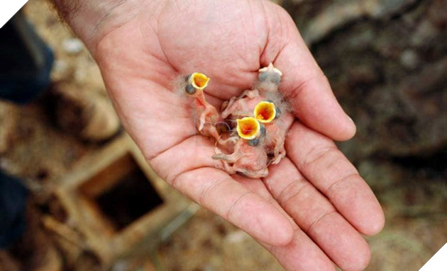  
Chỉ trong vài tuần, từ hình hài nhỏ bé, những chú chim này sẽ biến thành những con vật xinh đẹp bay đi khắp nơi