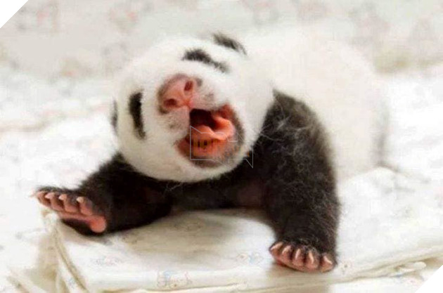  
Gấu Trúc lúc nhỏ nè cả nhà, dễ thương quá đi!