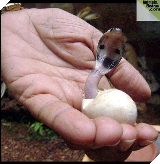  
Bạn có bao giờ thấy rắn nở từ trong trứng ra chưa?