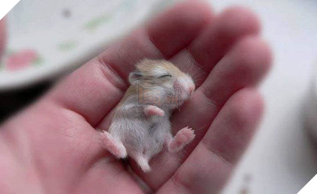  
Chú chuột hamster bé tí chỉ vừa bằng ngón tay dễ thương quá đi!