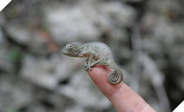 3. Tắc Kè 
 
 
Nhỏ nhỏ xinh xinh, cứ như là đồ chơi vậy nhỉ?