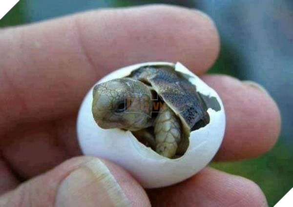  
Chú rùa con nở ra từ quả trứng đáng yêu quá!