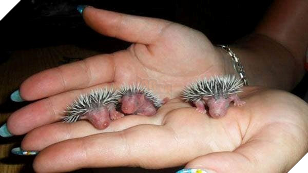  
Những chú nhím bé tí còn đang nhắm đáng yêu quá