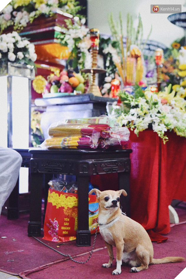 Chú chó Lucky được gia đình buộc tang trắng, quấn quýt bên linh cữu cố nghệ sĩ Lê Bình - Ảnh 3.