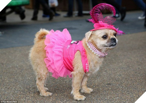  
Kiểu dáng áo cho chó lại xinh xắn chẳng khác gì đồ cho trẻ em, không nhìn nhầm mới là lạ!