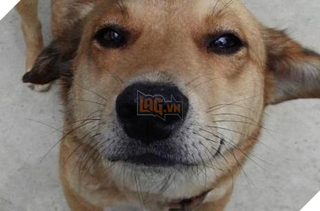 Chú chó cảm thấy đau bụng, bèn tự mình đi tìm bác sĩ để khám 3