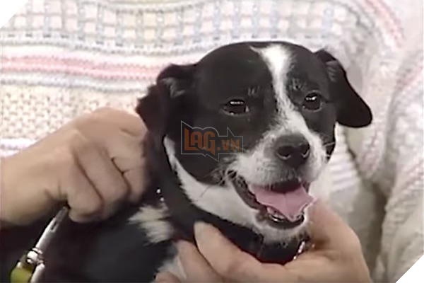 Đau đớn chôn chú chó cưng bị xe đụng chết, 14 tiếng sau cả nhà không tin nổi điều đang đợi họ trước cửa - Ảnh 4.