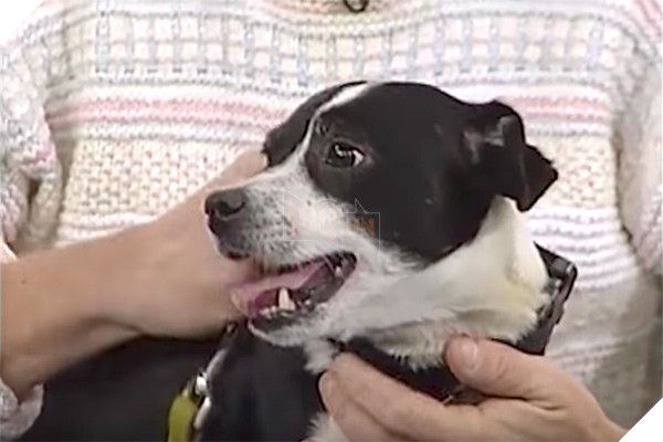 Đau đớn chôn chú chó cưng bị xe đụng chết, 14 tiếng sau cả nhà không tin nổi điều đang đợi họ trước cửa - Ảnh 2.