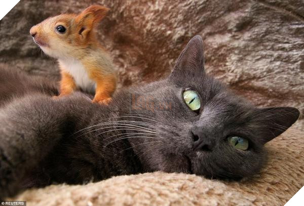 12722316 6961037 the group sleep eat and play together and all seem to have gotte a 5 1556227006242