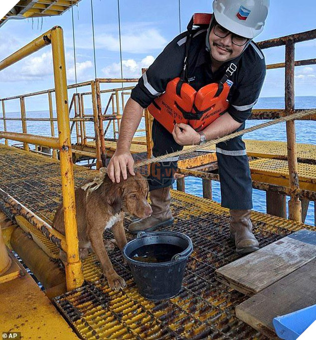 Chú chó bí ẩn bơi xuyên biển tới 1 giàn khoan dầu cách bờ 200 km 2