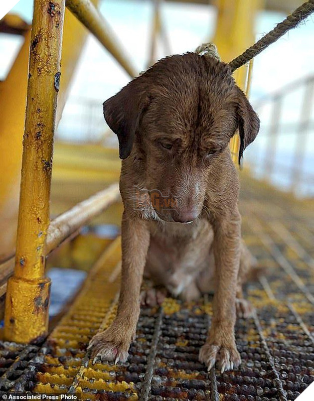 Chú chó bí ẩn bơi xuyên biển tới 1 giàn khoan dầu cách bờ 200 km 4