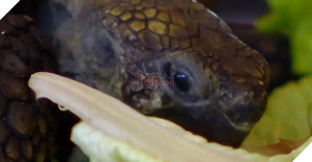 Tình bạn cảm động suốt 57 năm đằng đẵng của người phụ nữ và thú cưng đặc biệt - một cụ rùa - Ảnh 6.